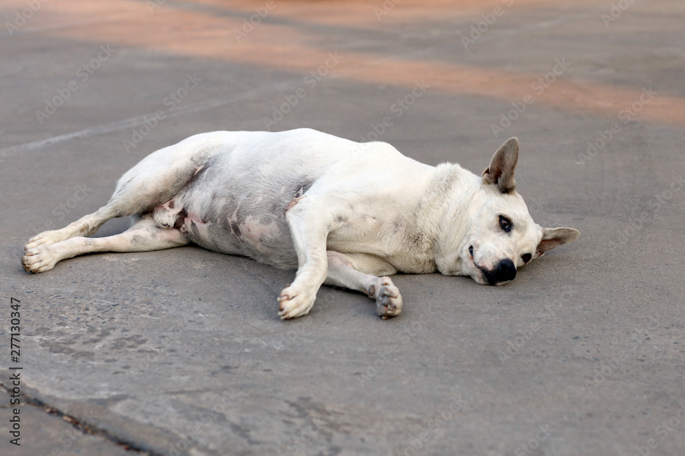 poor abandoned dog looking for owner to take back to home poor abandoned dog looking for owner to take back to home