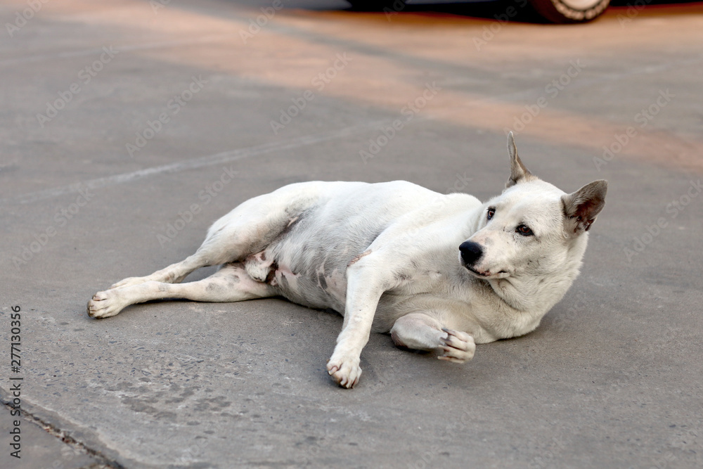 poor abandoned dog looking for owner to take back to home