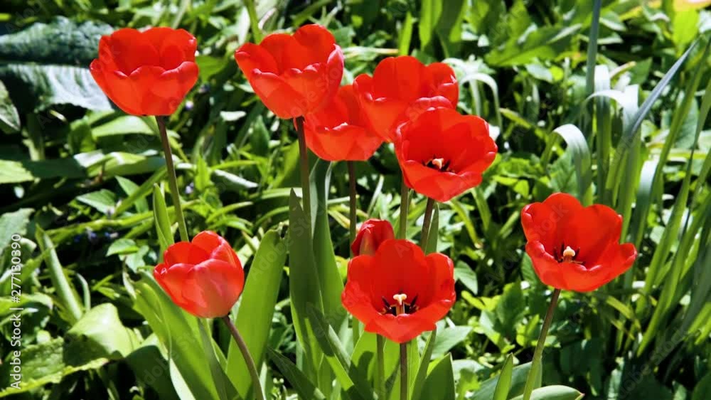 Eight red tulips in a garden moving in the breeze Eight red tulips in a garden moving in the breeze