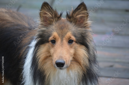 Little Shetland Sheep Dog