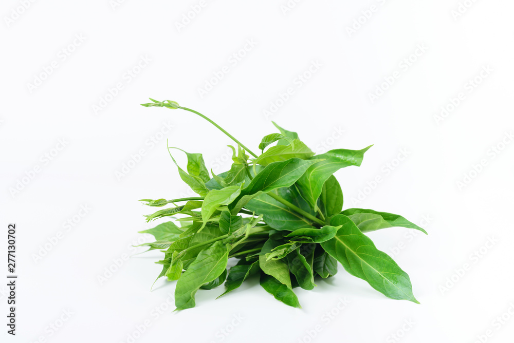 Gymnema inodorum leaf on white background, medicine herbal plant for diabetes treatment, function is control sugar level in blood Gymnema inodorum leaf on white background, medicine herbal plant for diabetes treatment, function is control sugar level in blood