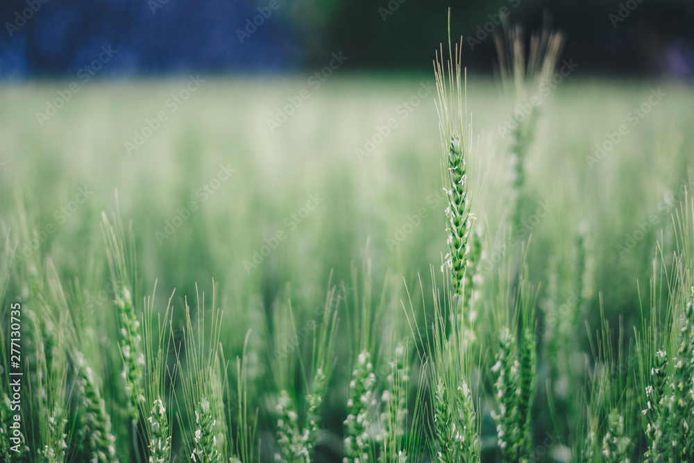 Obraz premium Barley visible in a quiet day