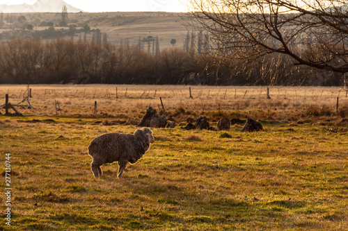 sheep grazing in field