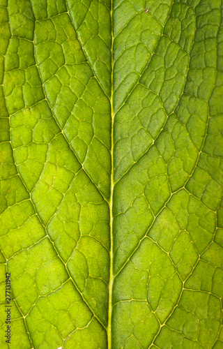 Comfrey Leaf - Backlit Portrait - Abstract