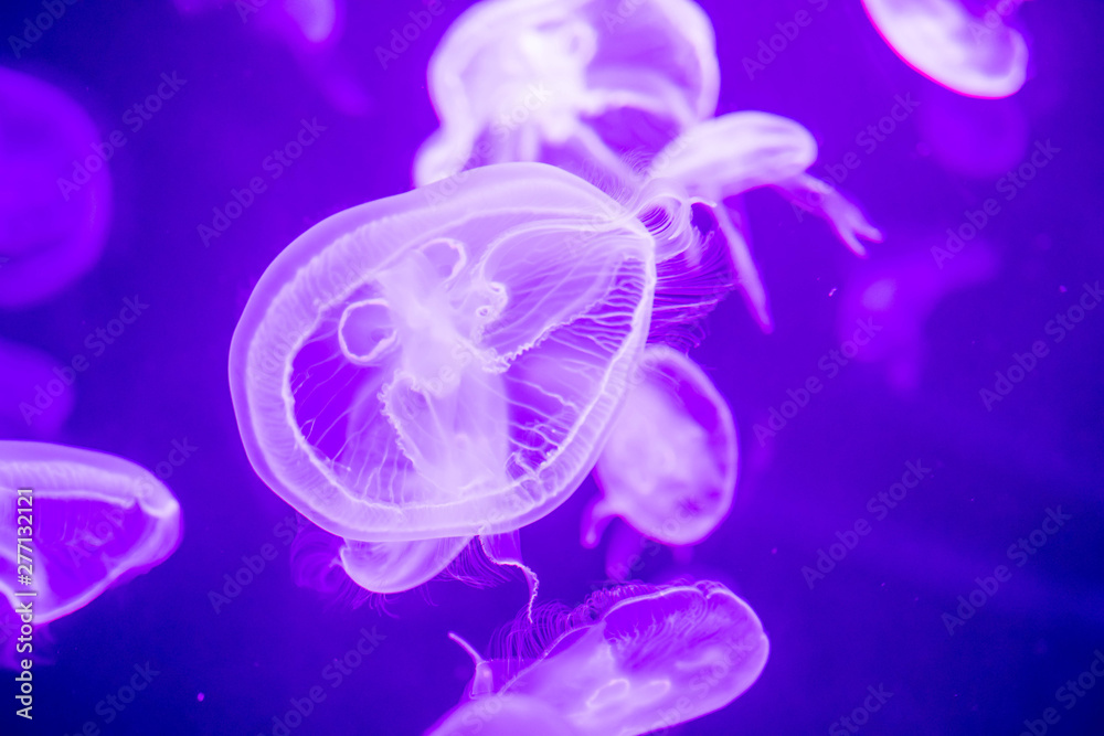 Blurry Colorful Jellyfishes floating on waters. Green Moon jellyfish Aurelia aurita