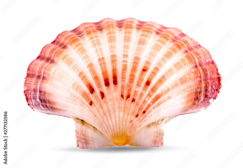 Fototapeta premium sea shell an isolated on white background