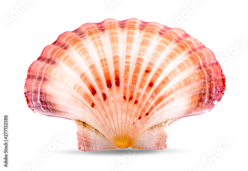 sea shell an isolated on white background