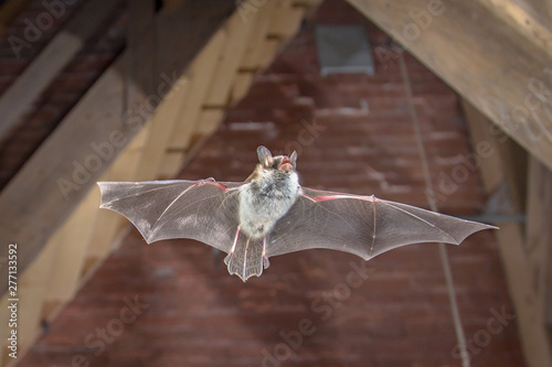 Natters bat flying inside building photo