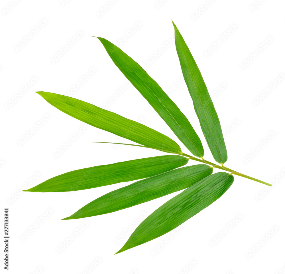 Bamboo leaf isolate on white background - obrazy, fototapety, plakaty 