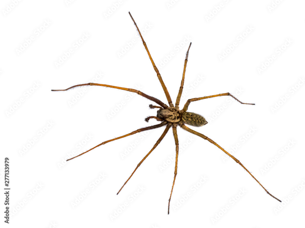 Giant house spider isolated on white background Giant house spider isolated on white background