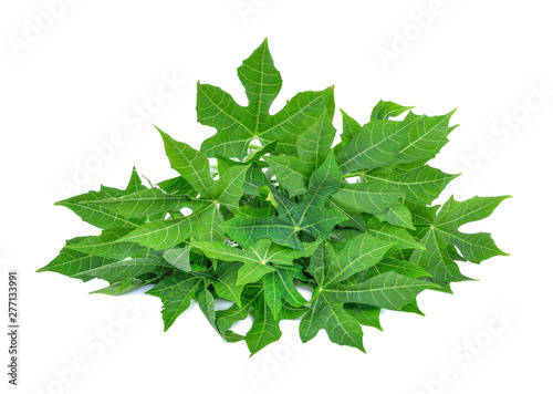 Chaya leaf (Cnidoscolus Aconitifolius or Cnidoscolus chayamansa McVaugh) isolated on white background