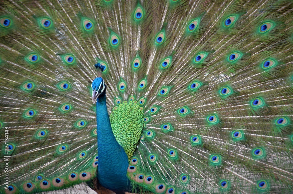 Obraz premium A beautiful peacock