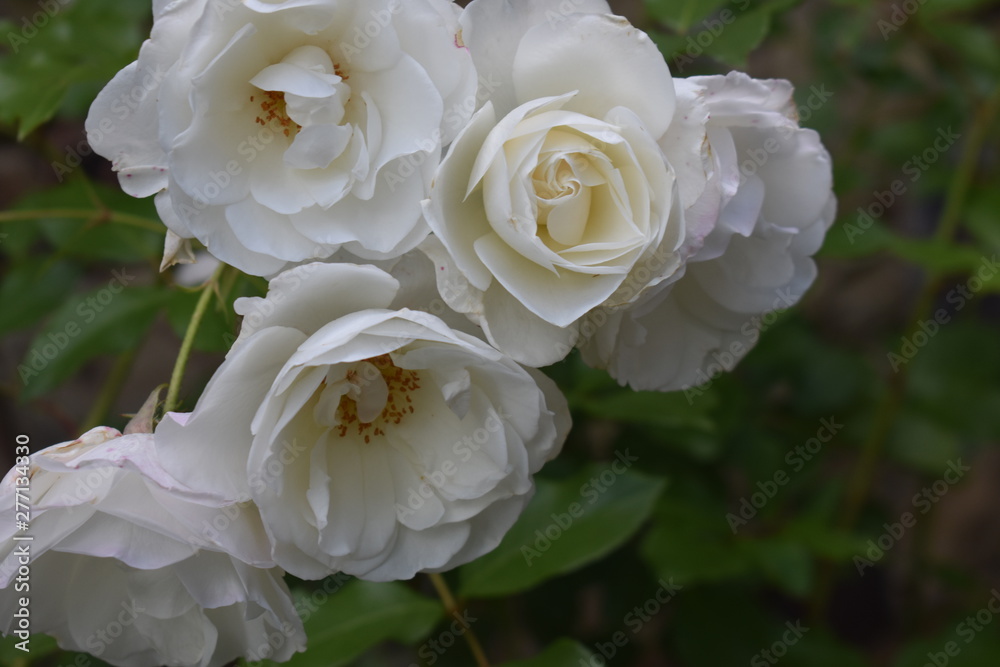 White Roses White Roses