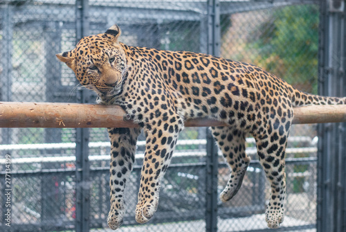 A leopard in the zoo lying on the wooden bar look he is going to sleep or relax