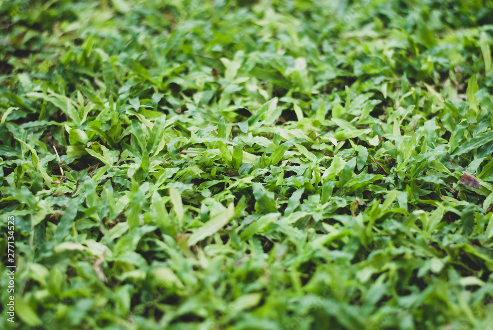 Fluffy-looked green grass focused in the center, look so peaceful Fluffy-looked green grass focused in the center, look so peaceful