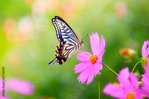 鮮やかなアゲハ蝶とコスモス