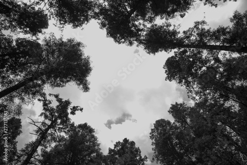 Black and White, Canopy Of Tall Trees Woods.Upper Branches Of Trees Background. Nobody. Environment concept.
