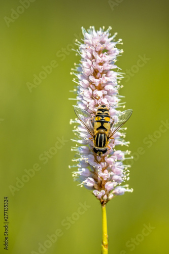 Snakeweed with hoverfly © creativenature.nl
