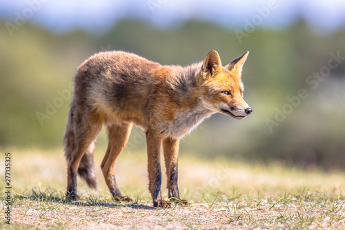 Red Fox in natural habitat