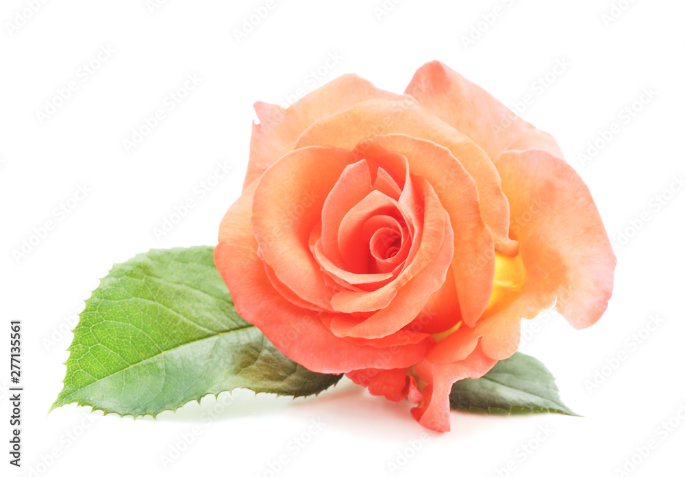 Fototapeta premium Beautiful orange roses.