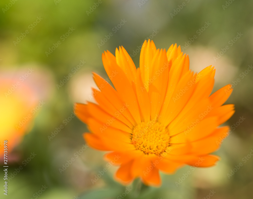 Petals of Calendula. Calendula species have been used in cooking for centuries. The flowers were a common ingredient in German soups and stews Petals of Calendula. Calendula species have been used in cooking for centuries. The flowers were a common ingredient in German soups and stews