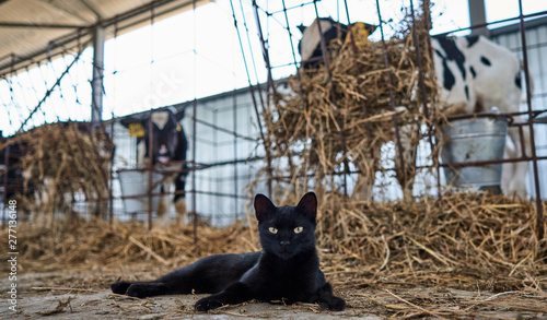 Canvas Print cat near calves on the farm