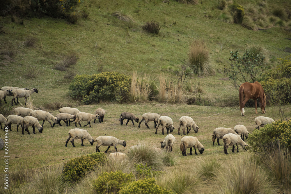 Fototapeta premium flock of sheep in a beautiful green area