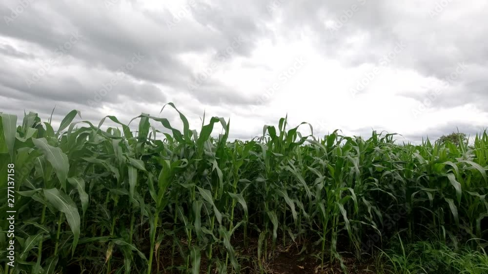 field of corn