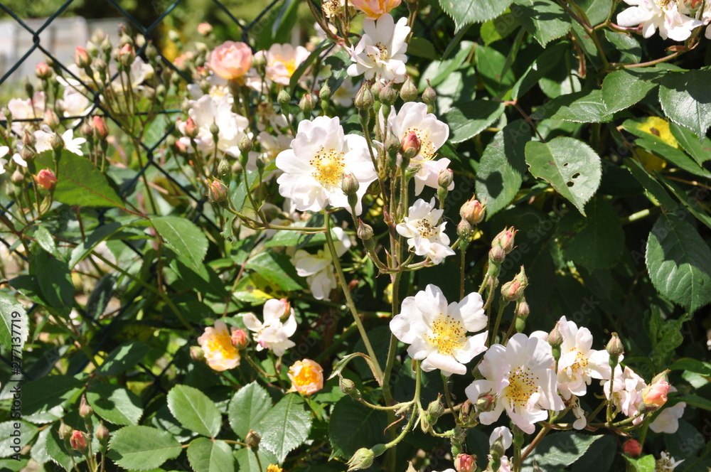 Fototapeta premium Rose Garden