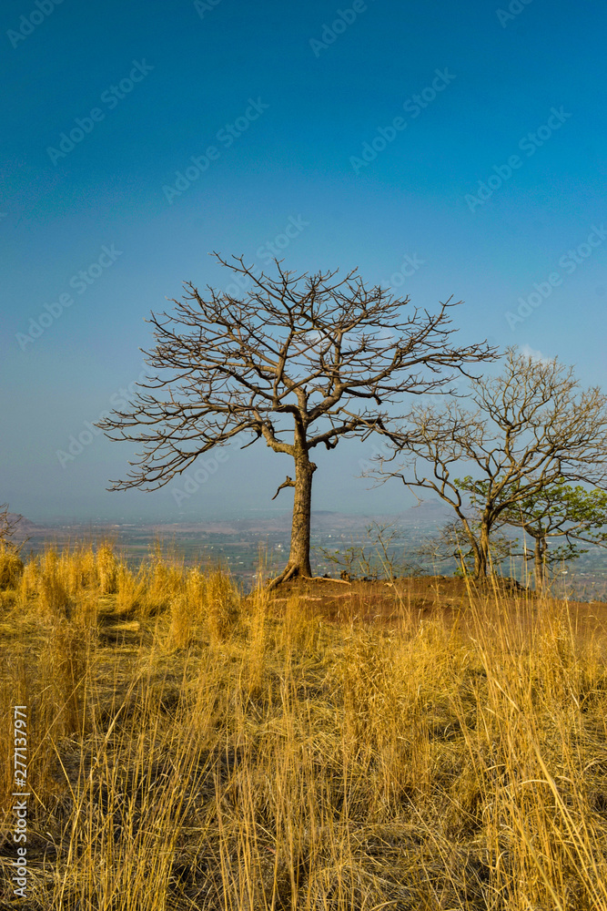 tree at sunset