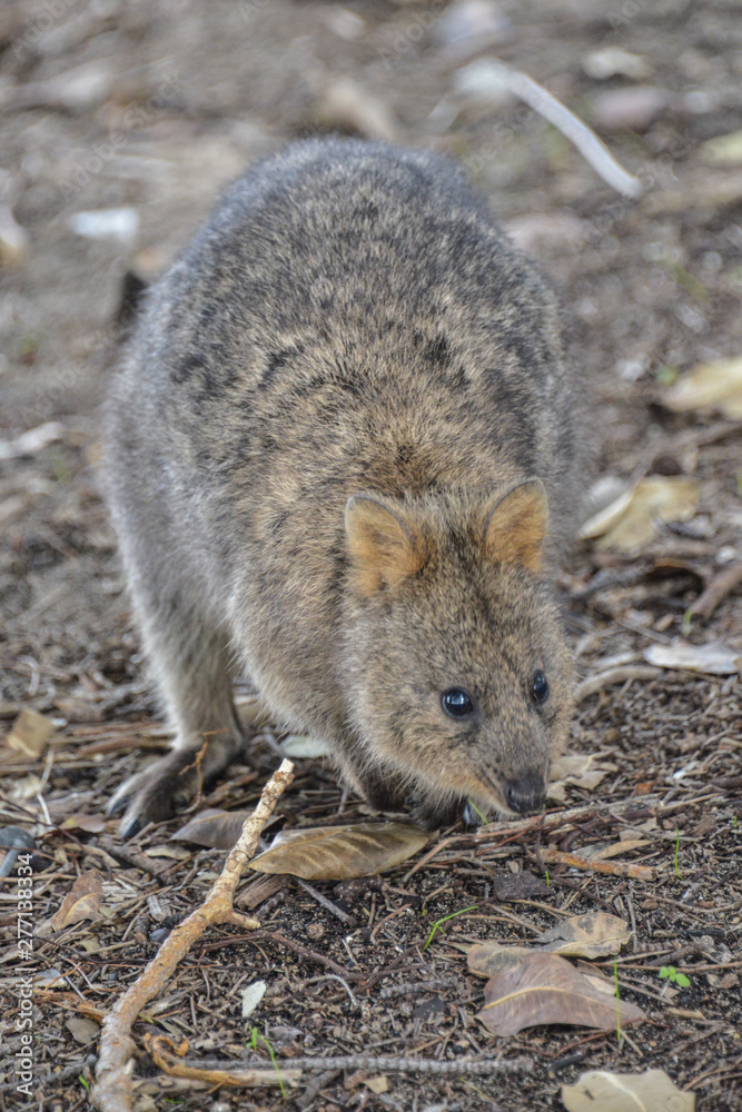 Cute Quokkas foraging and feeding on Rottnest Island in Western Australia Cute Quokkas foraging and feeding on Rottnest Island in Western Australia