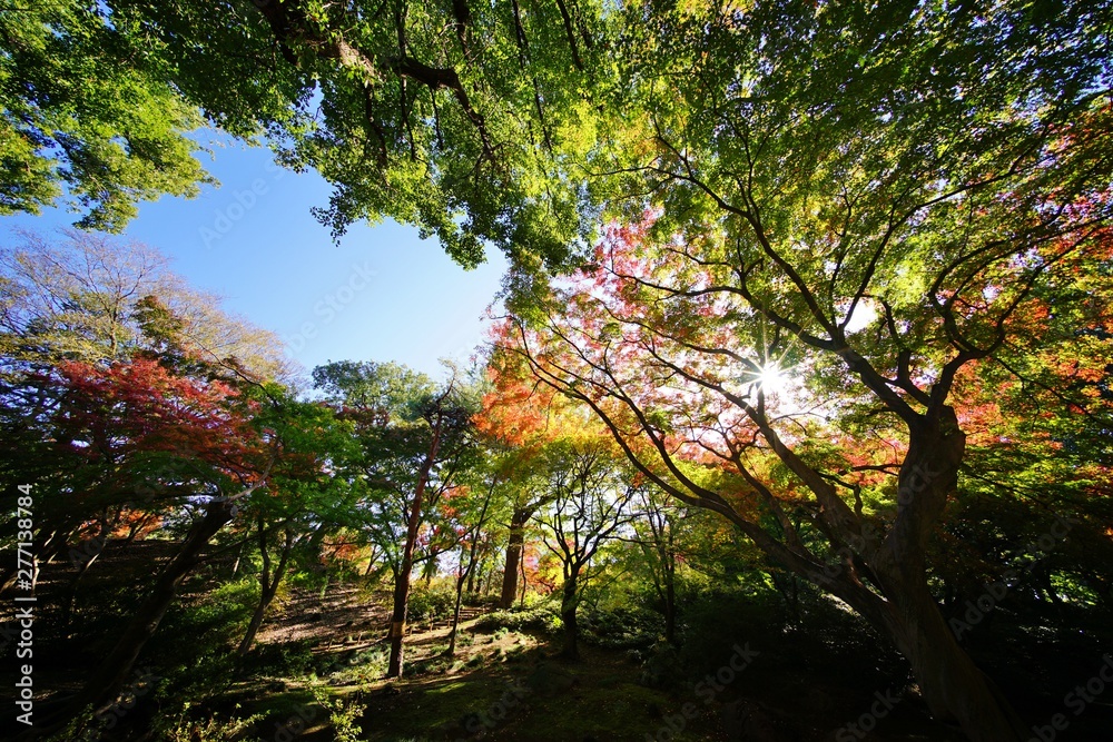 紅葉の木々