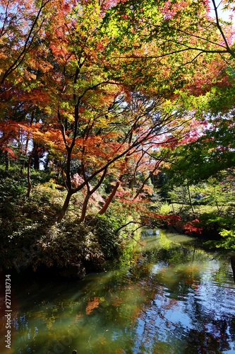 紅葉の木々 © ogawaay