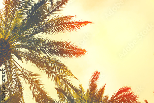 Date palm trees  against  sunset sky. Beautiful nature background for posters, cards, blogs and web design. Toned effect © Androlia