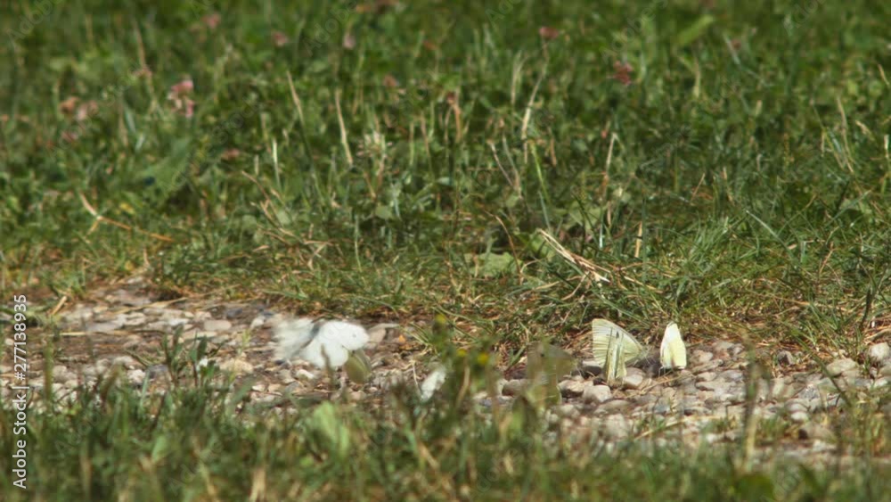 Small white and green butterflies fly around and land on small patch of rocks in grassy field. Small white and green butterflies fly around and land on small patch of rocks in grassy field.