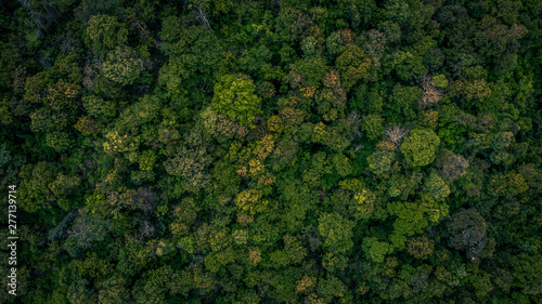 Background of forest, Aerial top view background forest, Texture of forest. © Kalyakan