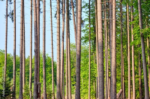 Detail of the trunks of spruce trees seen in a german forest