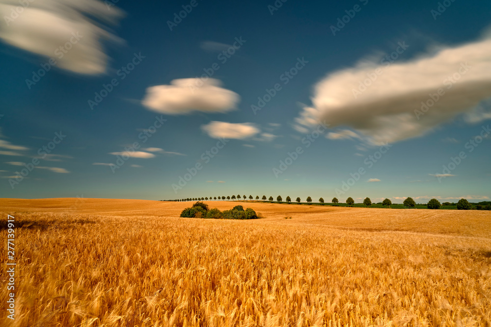 Field of ripening grain, Germany around Pasewalk