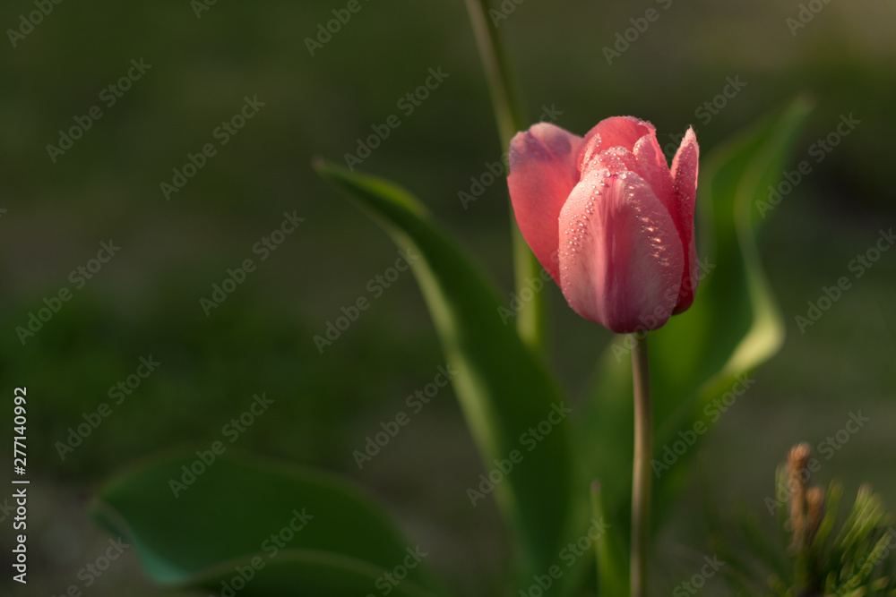 Beautiful pink tulip with waterdrops of morning dew in the garden. Right side view close up Beautiful pink tulip with waterdrops of morning dew in the garden. Right side view close up
