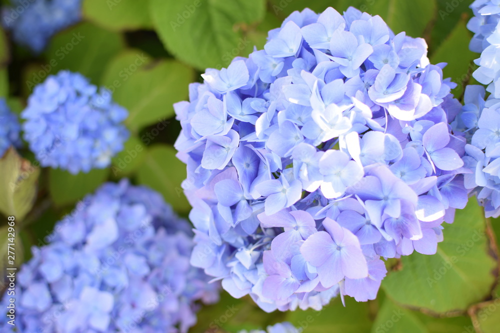 アジサイの青き花 アジサイの青き花