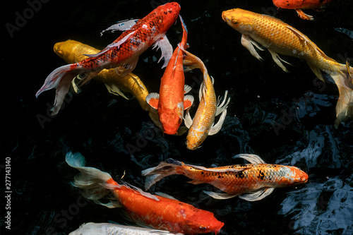 colorful koi carps surfaces in a feeding frenzy