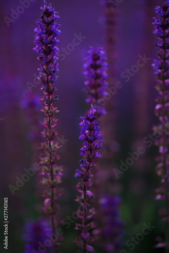 Flowering sage (salvia officinalis l)