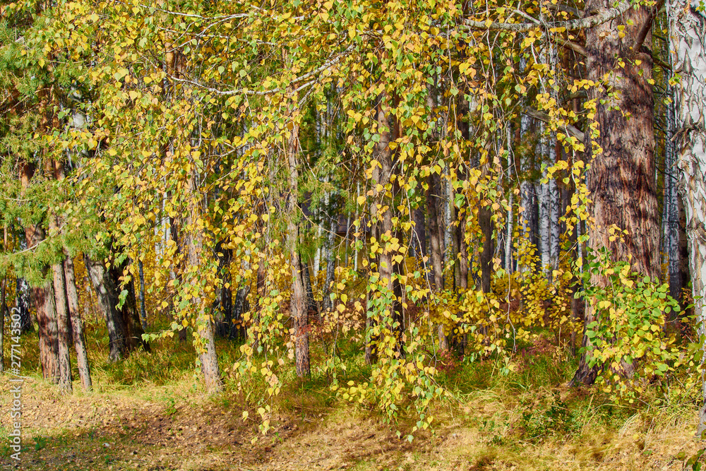 Yellow birch branches in forest area in autumn.