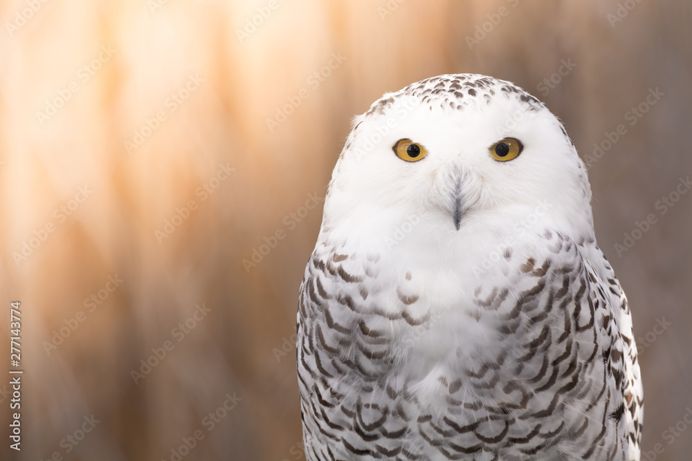 Gray owl with a white head sitting in the aviary of zoo with sunlight. Gray owl with a white head sitting in the aviary of zoo with sunlight.