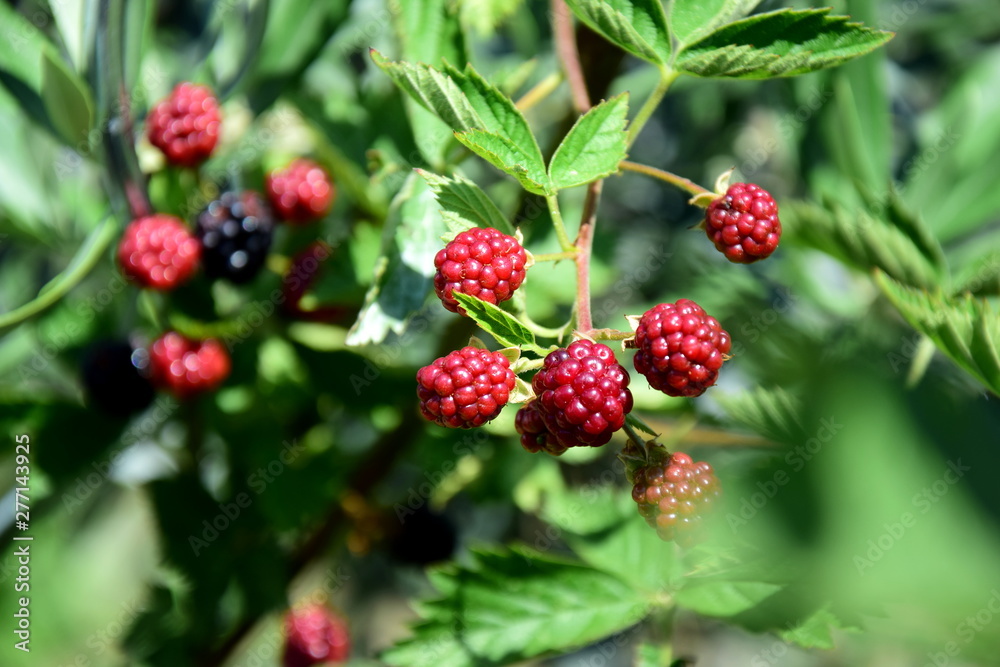 Unreife Brombeeren am Strauch - Beerenobst - Sommerfrüchte Unreife Brombeeren am Strauch - Beerenobst - Sommerfrüchte