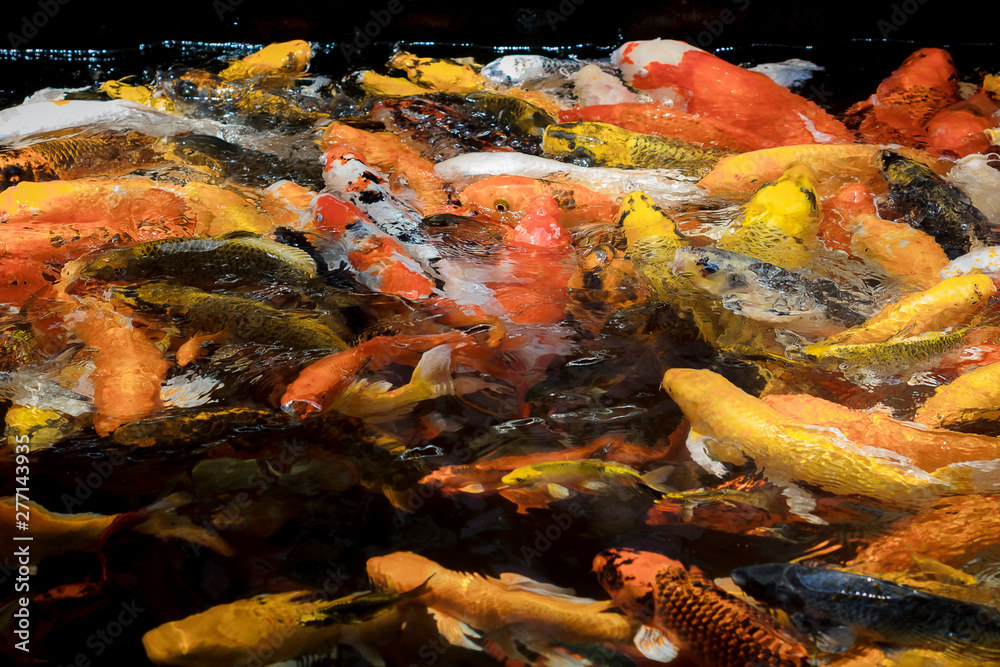 colorful koi carps surfaces in a feeding frenzy colorful koi carps surfaces in a feeding frenzy