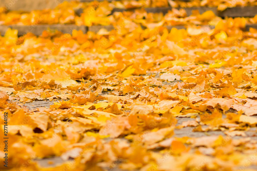 Yellow leaves on the ground. Autumn pattern with fallen leaves. Golden leaves in autumn park. Autumn loneliness. Blurred background Yellow leaves on the ground. Autumn pattern with fallen leaves. Golden leaves in autumn park. Autumn loneliness. Blurred background