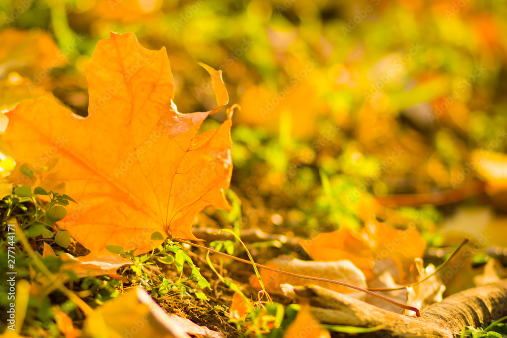 Yellow leaves on the ground. Autumn pattern with fallen leaves. Golden leaves in autumn park. Autumn loneliness. Blurred background Yellow leaves on the ground. Autumn pattern with fallen leaves. Golden leaves in autumn park. Autumn loneliness. Blurred background