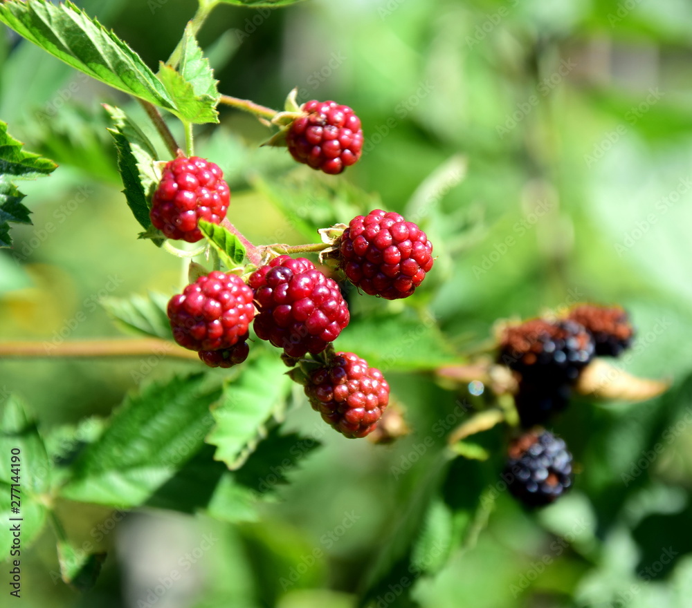Unreife Brombeeren in der Farbe rot an einem Brombeerbusch im Garten Unreife Brombeeren in der Farbe rot an einem Brombeerbusch im Garten