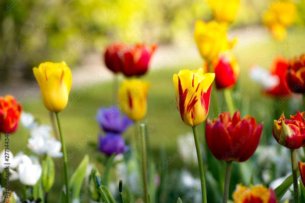 Les tulipes hollande du jardin de Keukenhof Les tulipes hollande du jardin de Keukenhof